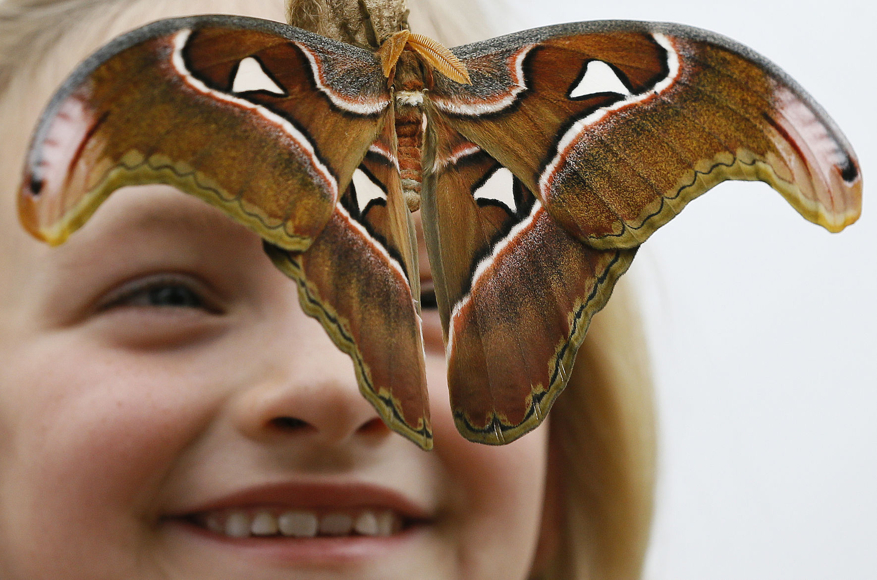Britain Butterflies